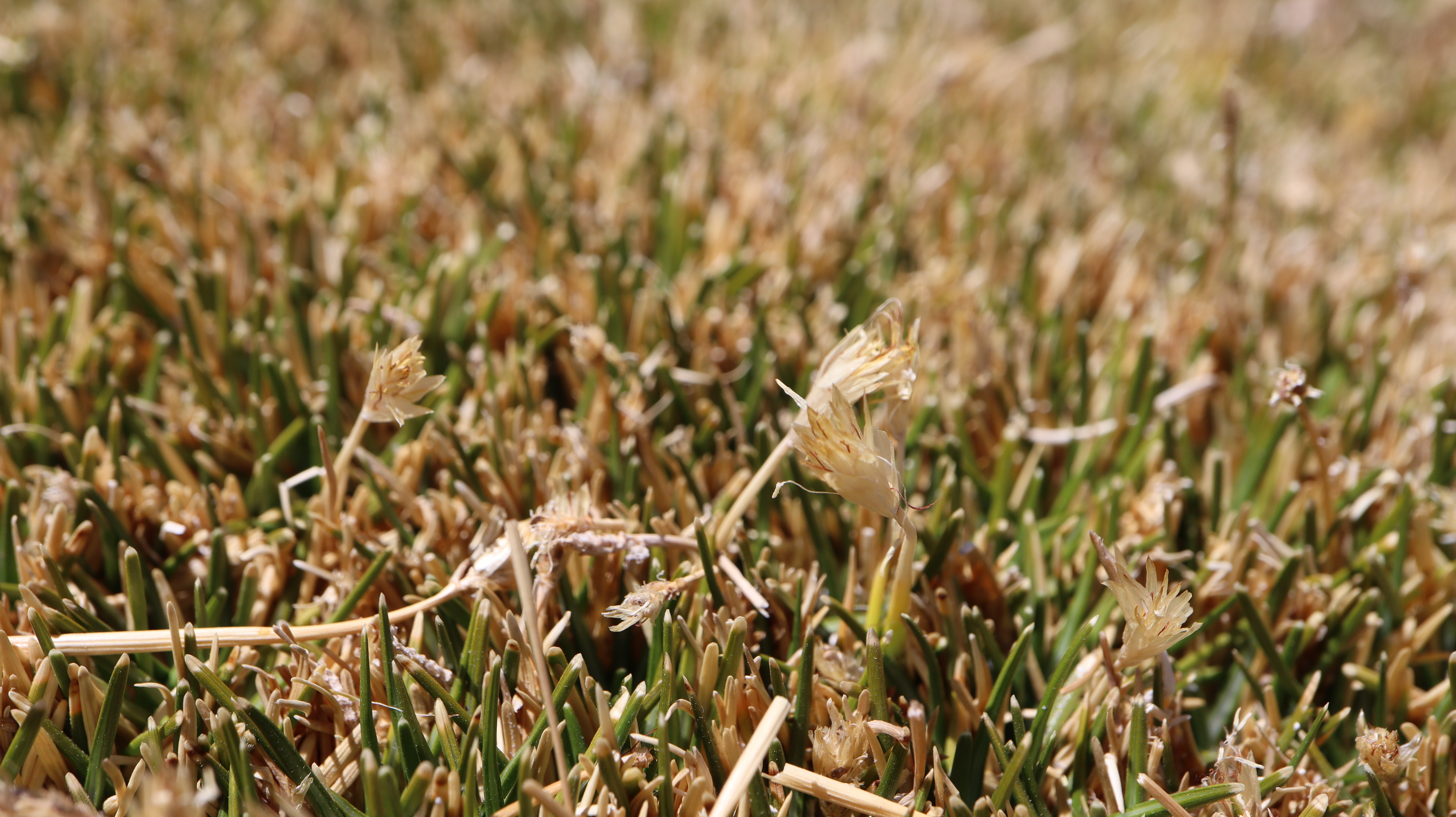 Ejemplares botánicos del Herbario Digital OASIS