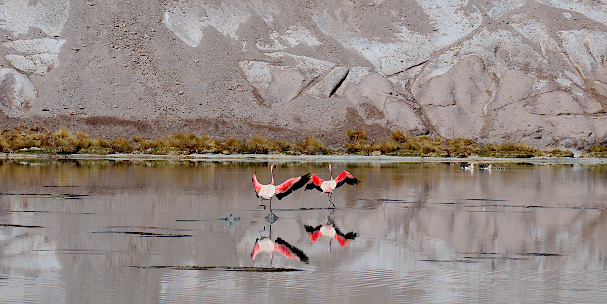 Dos flamencos en una laguna